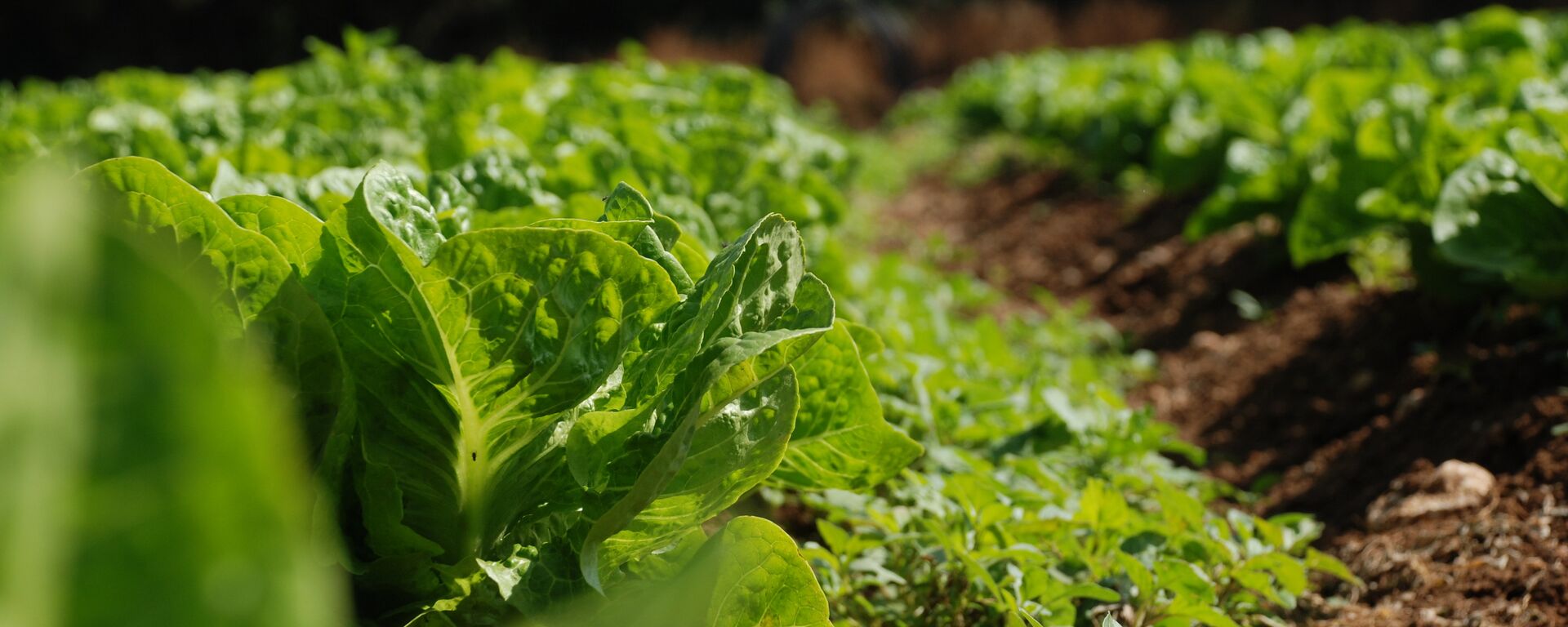 Agricultura - Sputnik Mundo, 1920, 23.09.2022