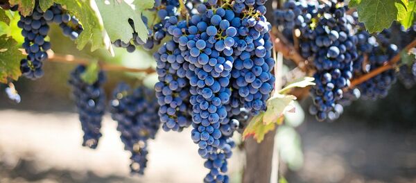 Uvas (archivo) - Sputnik Mundo