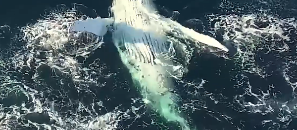 Espectacular baile de ballenas, a vista de pájaro - Sputnik Mundo