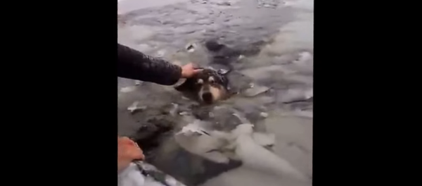 Un perro es rescatado de un lago congelado - Sputnik Mundo