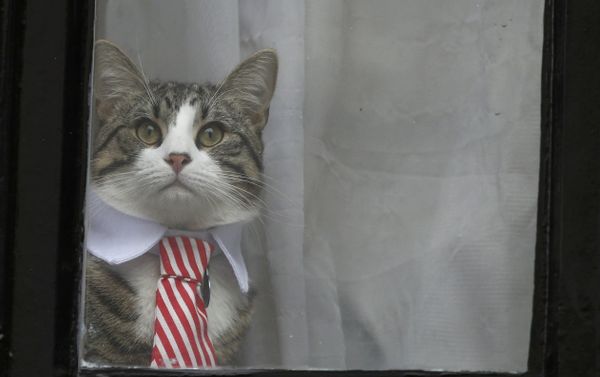 El gato de Julian Assange aparece en la ventana de la Embajada de Ecuador en Londres - Sputnik Mundo