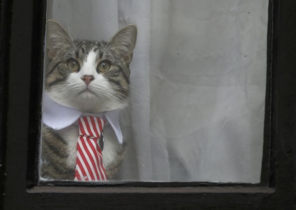El gato de Julian Assange aparece en la ventana de la Embajada de Ecuador en Londres El gato de Julian Assange aparece en la ventana de la Embajada de Ecuador en Londres - Sputnik Mundo