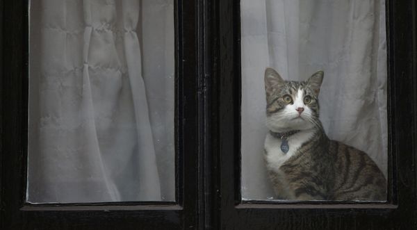 El gato de Julian Assange aparece en la ventana de la Embajada de Ecuador en Londres El gato de Julian Assange aparece en la ventana de la Embajada de Ecuador en Londres - Sputnik Mundo