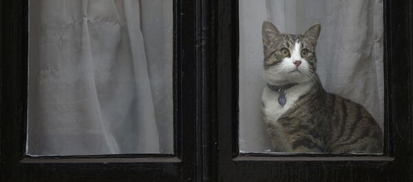 El gato de Julian Assange aparece en la ventana de la Embajada de Ecuador en Londres - Sputnik Mundo