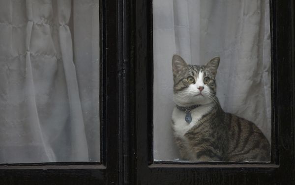 El gato de Julian Assange aparece en la ventana de la Embajada de Ecuador en Londres - Sputnik Mundo