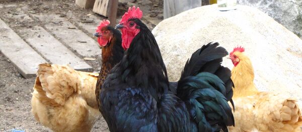 Gallos saludables viven una vida sin peleas - Sputnik Mundo