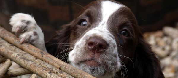 Perro - Sputnik Mundo