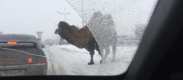 Un camello detuvo el tráfico en Rusia - Sputnik Mundo