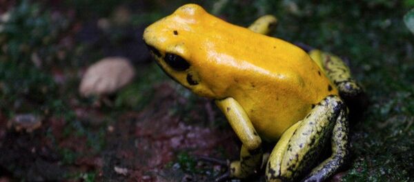 Rana dorada Rana dorada - Sputnik Mundo