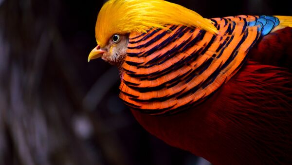 Un faisán dorado - Sputnik Mundo