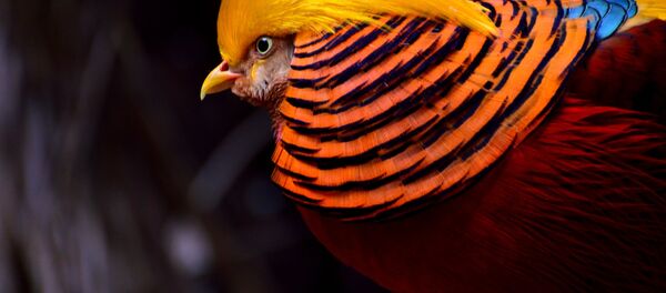 Un faisán dorado - Sputnik Mundo