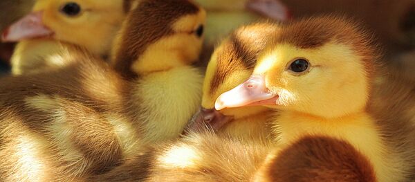 Pato - Sputnik Mundo