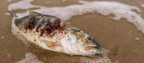 Un pez muerto - Sputnik Mundo