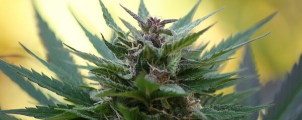 Marihuana - Sputnik Mundo