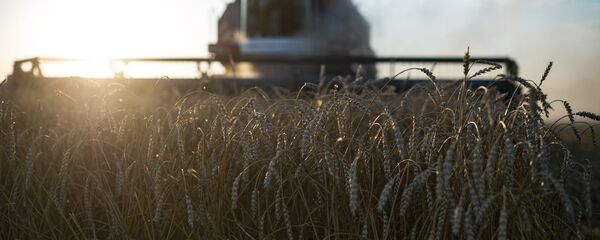 Cosecha de trigo - Sputnik Mundo