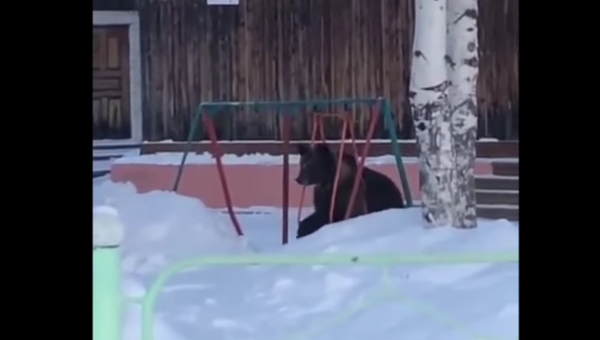 Cuando tu trasero es demasiado grande: el oso que no cabía en un columpio - Sputnik Mundo