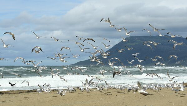 Gaviotas en las islas Kuriles - Sputnik Mundo