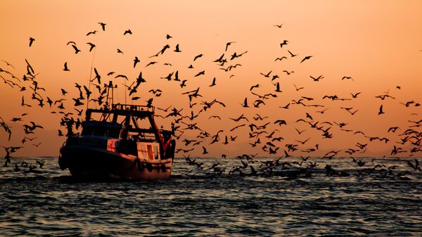 Un barco pesquero - Sputnik Mundo