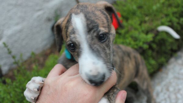 Cachorro de galgo - Sputnik Mundo