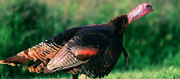 Pavo salvaje - Sputnik Mundo