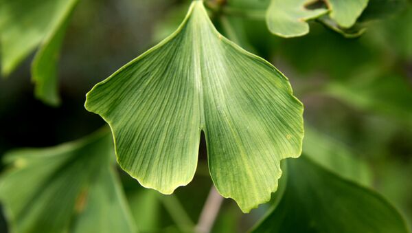 Ginkgo biloba - Sputnik Mundo