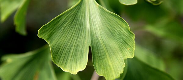 Ginkgo biloba - Sputnik Mundo