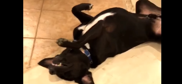 Un perro - Sputnik Mundo