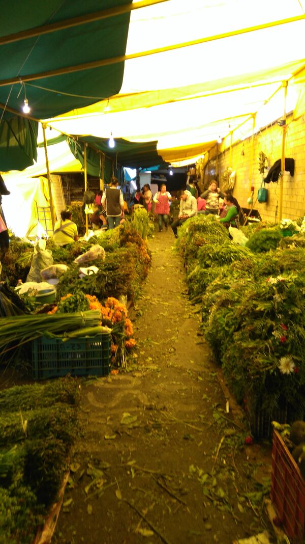 Hierbas medicinales Hierbas medicinales - Sputnik Mundo