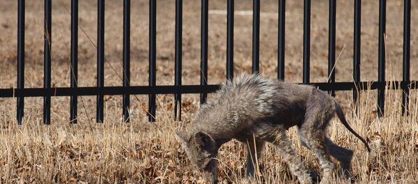 Un animal - Sputnik Mundo
