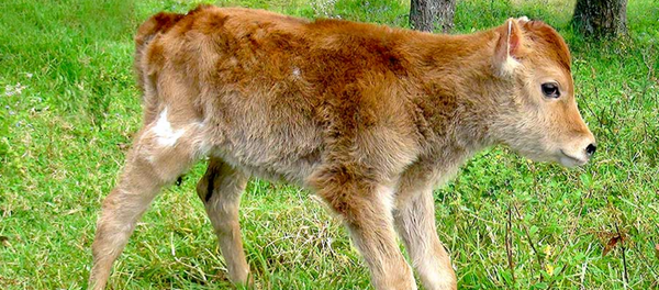 Vaca Alma C1, clonada en Perú - Sputnik Mundo