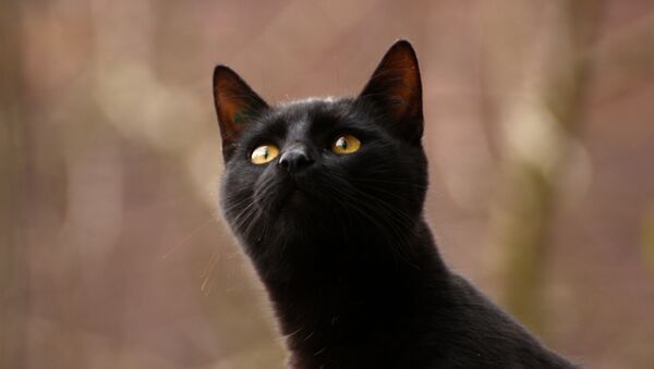 Gato - Sputnik Mundo