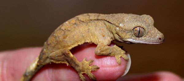 Un geco - Sputnik Mundo