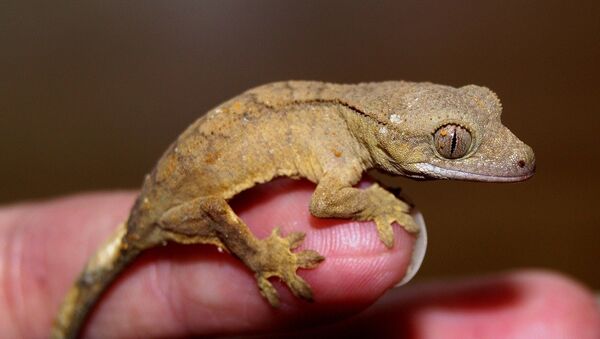 Un geco - Sputnik Mundo