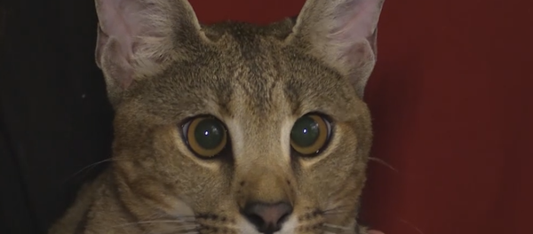 El gato más caro del mundo El gato más caro del mundo - Sputnik Mundo