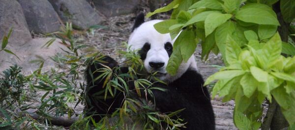 China presenta su primer 'panda' aéreo - Sputnik Mundo