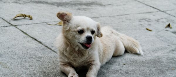 Un perro - Sputnik Mundo