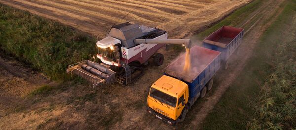 La cosecha de arroz en los campos de la empresa rusa Nacional el la región de Krasnodar - Sputnik Mundo
