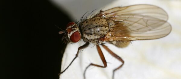 Drosofila - Sputnik Mundo