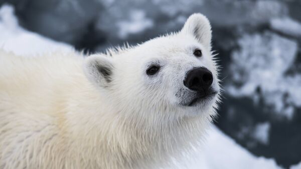 Oso polar - Sputnik Mundo