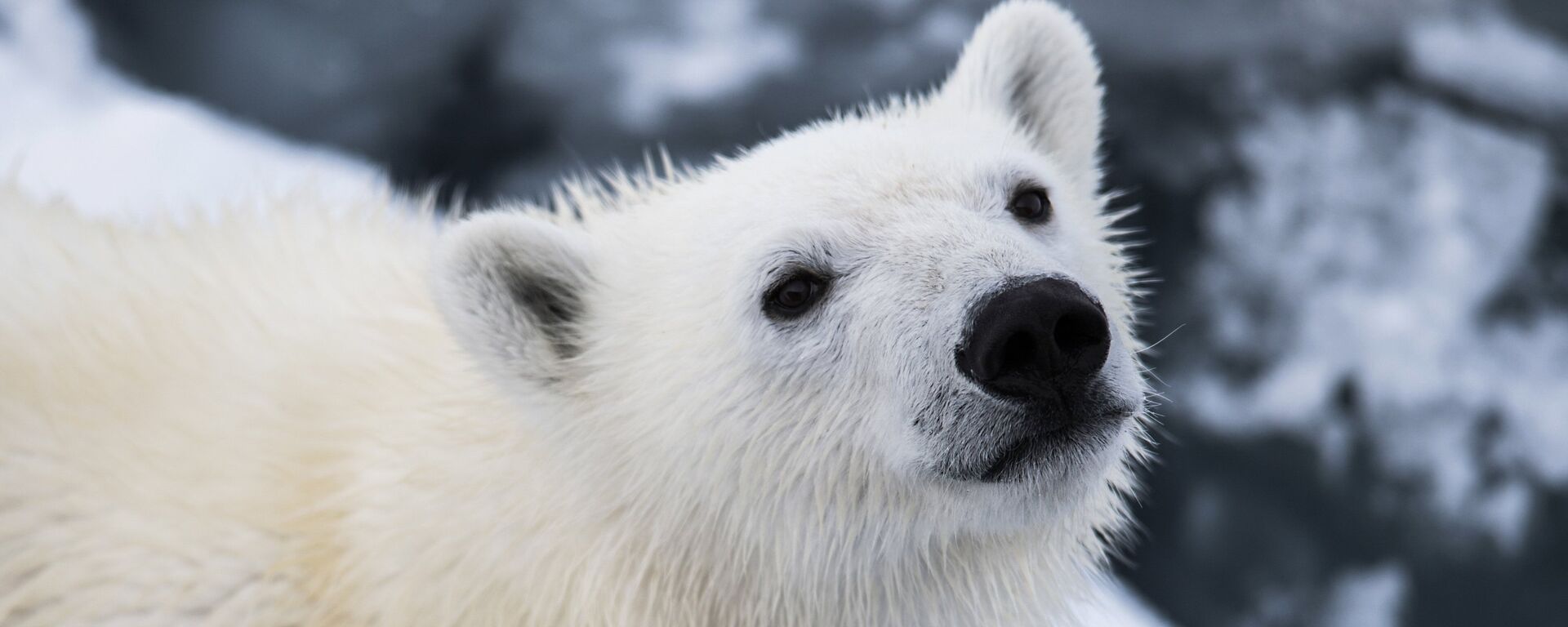 Oso polar - Sputnik Mundo, 1920, 16.05.2023