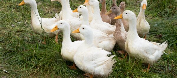 Patos (archivo) - Sputnik Mundo