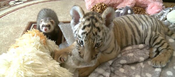Amistad improbable: un tigrito y un hurón se hacen mejores amigos - Sputnik Mundo