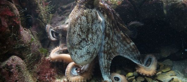 Un pulpo (archivo) - Sputnik Mundo