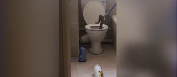 El peligro acecha en el baño: una cobra 'saca la cabeza' por un retrete - Sputnik Mundo