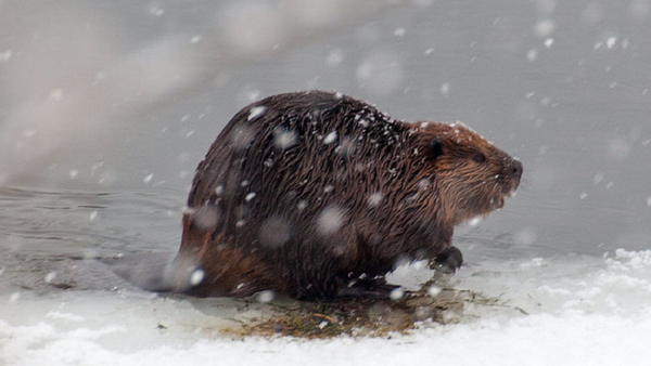 Un castor - Sputnik Mundo