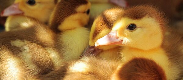 Patitos - Sputnik Mundo