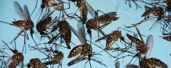 In this Sept. 29, 2016 photo, Aedes aegypti mosquitoes, responsible for transmitting Zika, sit in a petri dish at the Fiocruz Institute in Recife, Brazil In this Sept. 29, 2016 photo, Aedes aegypti mosquitoes, responsible for transmitting Zika, sit in a petri dish at the Fiocruz Institute in Recife, Brazil - Sputnik Mundo