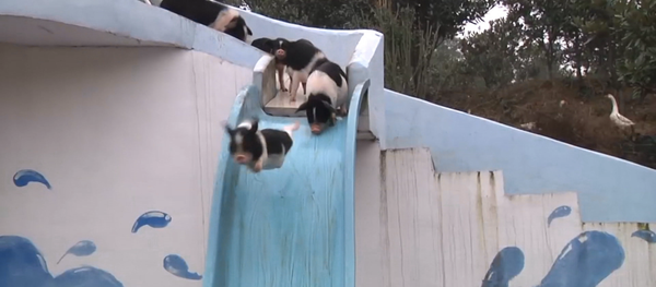 Cerditos chinos Cerditos chinos - Sputnik Mundo