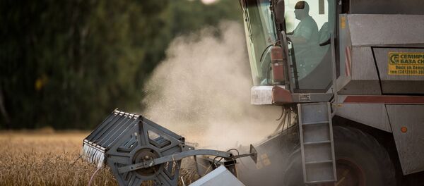 La cosecha de trigo en Rusia - Sputnik Mundo