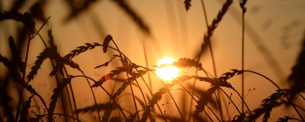 El trigo - Sputnik Mundo